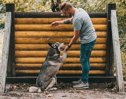 диплом кинолога